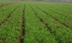 什么是農(nóng)作物的單作、間作、混作與套作