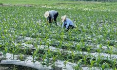 什么叫復(fù)種 復(fù)種的作用、類型、必要條件與方式