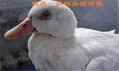 鴨瘟癥狀表現(xiàn)主要有哪些，鴨瘟如何預防與防控