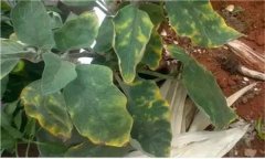 茄子缺鎂的癥狀與表現(xiàn) 茄子缺鎂怎么辦？