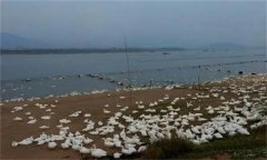 高致病性禽流感的病原是什么，如何防控？