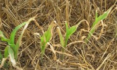 如何識(shí)別與防治草甘膦藥害？