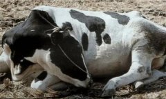 怎樣采取綜合措施治療牛瘤胃臌氣？