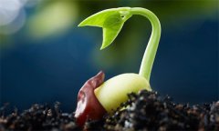 種子萌發(fā)需要哪三個(gè)外界要素條件？