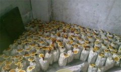 什么是靈芝瓶栽法？瓶栽靈芝怎樣進(jìn)行管理？