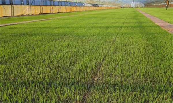 優(yōu)質(zhì)稻對(duì)播種和育秧的要求