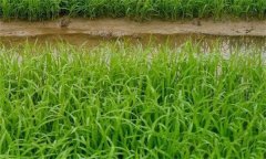 什么叫秧齡？水稻適宜秧齡如何確定？