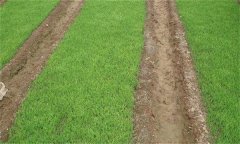 旱育秧、濕潤(rùn)育秧和塑盤(pán)育秧的水分和養(yǎng)分管理