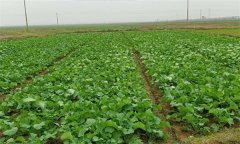 油菜春露地栽培技術(shù)要點(diǎn)是什么？