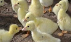 鴨痛風怎么治療 有哪些癥狀 用什么藥治療？