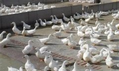 肉鴨腹水癥發(fā)病原因是什么，怎么治療？