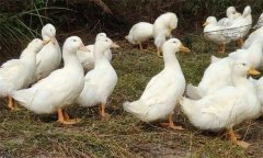 鴨磺胺類(lèi)藥中毒有什么癥狀，有哪些防治措施？