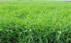 柴胡繁殖方法、方式簡(jiǎn)介