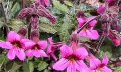 地黃有哪些常見病蟲害，如何防治？