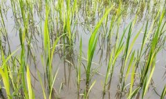 水稻生產(chǎn)中如何識別、預(yù)防與防治2，4-d藥害