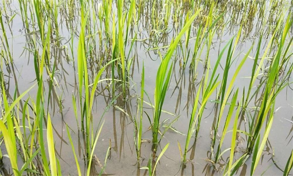 水稻2，4-d藥害的識別