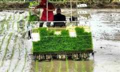 雙季稻機插秧基本苗數(shù)與水分、施肥和化控管理