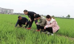 水稻生產(chǎn)針對倒春寒有哪些預(yù)防和補救措施？