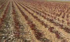 厚樸怎樣種植?厚樸栽培與管理方法