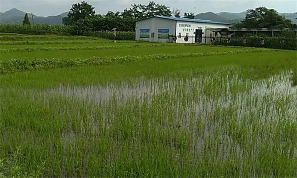 如何提高優(yōu)質水稻直播的出苗率