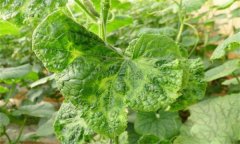 如何防控黃瓜病毒病，它是什么原因引起的？