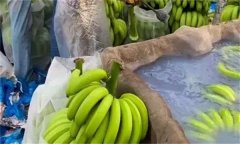 泡藥水的香蕉有毒嗎？泡香蕉的是什么藥水？