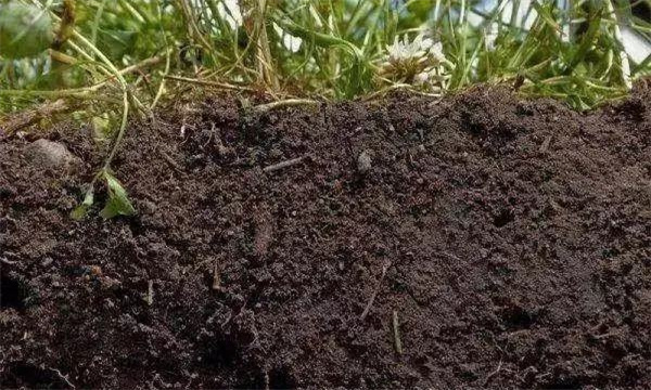 土壤通氣性對(duì)作物生長(zhǎng)發(fā)育的影響