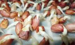 花生發(fā)芽不能吃嗎？吃花生芽有什么好處？