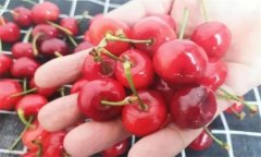 如何挑選櫻桃？櫻桃如何儲(chǔ)藏與保鮮？