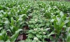 什么是間混套作？間混套作增產(chǎn)的原因是什么？