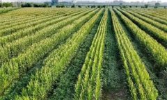 復種的主要技術(shù)措施有哪些？