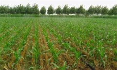 復(fù)種對(duì)農(nóng)業(yè)生產(chǎn)的作用有哪些？