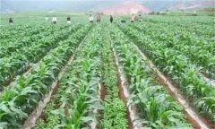 間作的主要類型有哪些？