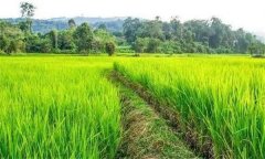 什么是復(fù)種，什么是復(fù)種指數(shù)？