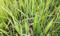 什么是水稻的看苗診斷，有哪些方法和手段？