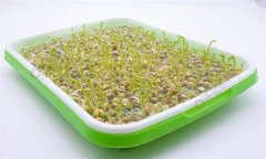培育豌豆芽苗菜的水為什么會變綠？
