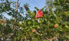 為什么石榴開(kāi)花卻結(jié)不住果 或葉子變小、皺縮