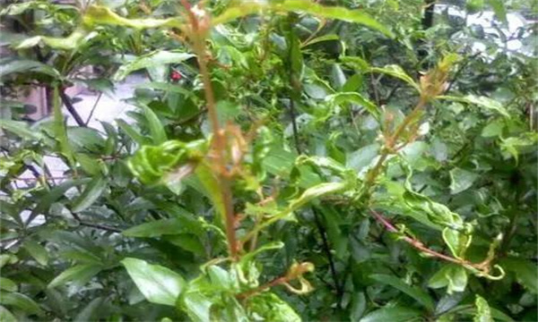 盆栽石榴葉子變小、皺縮