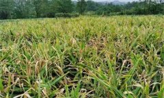 消除農(nóng)作物連作危害的技術(shù)有哪些？