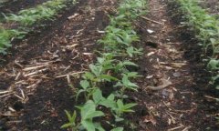 大豆的田間管理技術(shù)要點有哪些？