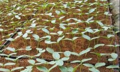 黃瓜怎樣育苗？黃瓜育苗的方法、步驟