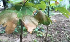 銀杏葉斑病的發(fā)病癥狀、發(fā)病規(guī)律與防治方法