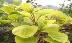 獼猴桃葉子發(fā)黃怎么辦？