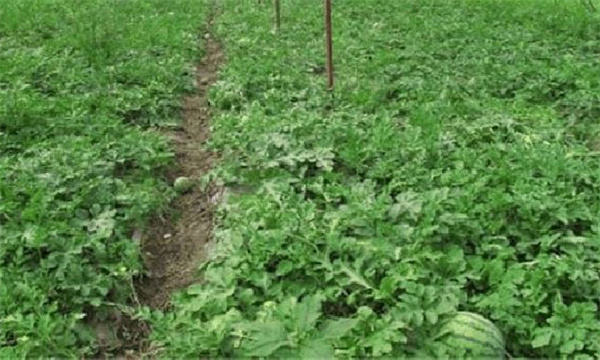 西瓜節(jié)間很長能否噴矮壯素