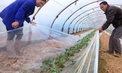 怎么種小拱棚西瓜？西瓜怎么整枝為好？