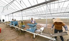 水稻如何進(jìn)行流水線播種 播種后如何調(diào)控溫度？