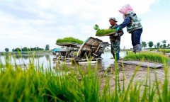 機(jī)插秧起秧、運(yùn)秧、添秧的要求 怎樣防止漂秧？