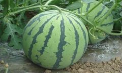 西瓜的主要生產(chǎn)管理技術(shù)有哪些？