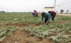 西瓜植株整理基本方法：整枝、壓蔓、盤條