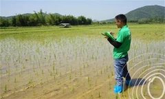 水稻出苗后怎樣管水 如何使用壯秧劑、多效唑等